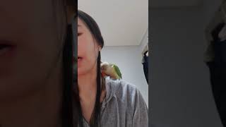 코뉴어앵무새 Vlog_귤쇼핑/꼭 같이해야 함 (너 없음…