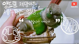 앵드릴 코뉴어 세수중 conure take a show…