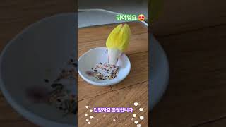 오늘(5.11)저녁식사 행복한 시간되시고 코뉴어 앵무새 아리가 응원합니다