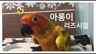 아롱이와 모란이 (feat. 아롱이 리즈시절) / 앵무…