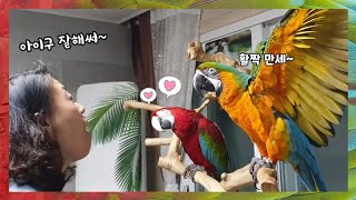 퇴근 후 앵무새랑 놀아주기 간식하나면 만세, 하이파이브 다 되요~