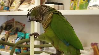 앵무새 까페 입니다 종은 코뉴어 입니다