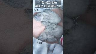 식빵굽고 있는 귀여운 아기앵무새!#short#앵무새키우기#코뉴어