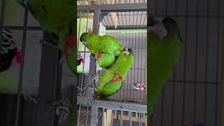 앵무새 한스마카우 한나 뽀미 말하기 짝짓기