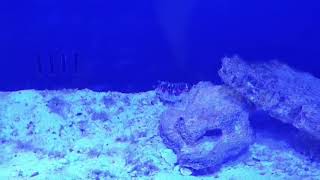 멘티스쉬림프 식사시간~ 음악과 함께 감상하시죠!