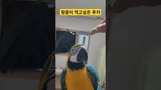 땅콩이 먹고싶은 앵무새 #macaw #청금강 #청금강앵…