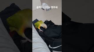 슬쩍 다가오는 앵무새 #parrot #birds #cu…
