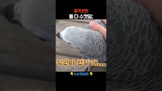 놀랍게도 둘은 수컷입니다 #애니멀봐 #shorts