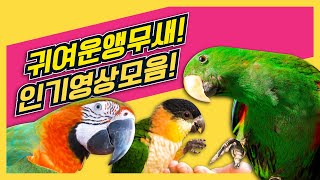 앵무새 귀여운 영상 모음!