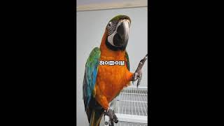 짜증내면서도 하라는건 다 하는 앵무새 마르코 #shor…