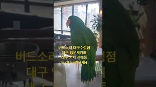 #버드소리 #버드소리대구수성점 #대구앵무새카페 #앵무새…