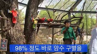 홍금강앵무, 청금강앵무들의 생태설명