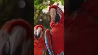 "Enchanting Beauty of Indonesia's Forests"part II