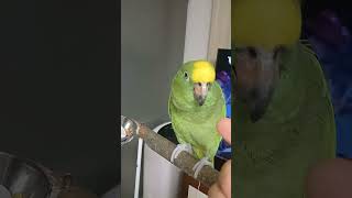 장난치는  복복이 *