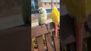 앵무새산책                  #산책 #앵무새산책 #parrot #코뉴어 #코뉴어산책