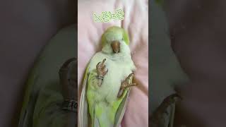 가시깃제거‍♂️앵무새 깃털관리실#퀘이커앵무새 #가시깃제…