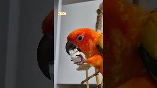 갑오징어뼈 asmr      #썬코뉴어 #asmr  #birds #앵무새 #parrot #오뼈 #갑오징어뼈