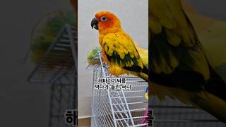 써니가 은근히 식탐이 있어요!  #썬코뉴어 #parro…