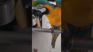 딸기가 맛있어서 신난 루카 #shorts #청금강 #청금강앵무새 #macaw