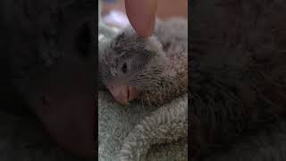 사람 손이 좋은 아가새 퀘이커 치로 #퀘이커#아기앵무새#앵무새#앵생23일차#이유조#퀘이커이유조