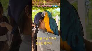#청금강 #마카우 #parrot #macaw #대형조앵무새#환상적인날개짓#앵무새의품격