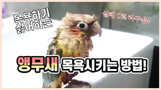 안씻는 앵무새 100% 목욕시키는 아주 쉬운 방법