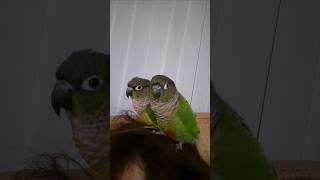 코뉴어앵무새#하랑이#하봉이#birds#parrot#cu…