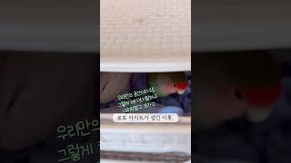 둘만의 아지트 #모란앵무새 #birds