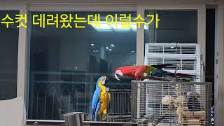 홍금강앵무새 입양첫날 벌어진일