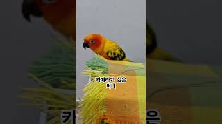 써니는 가끔 카메라를 싫어해요!  #썬코뉴어 #parr…