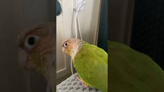 소망이의 일상(코뉴어)