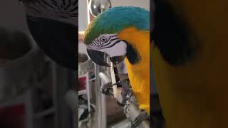 사탕수수 첨 먹어보는 루카의 혓바닥 #shorts #청금강 #청금강앵무새 #macaw
