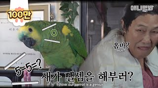 말하는 앵무새가지고는 눈도 깜짝 안하시잖아요ㅣAre you tired of talking parrots? Have you seen a parrot do subtractions?