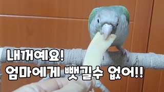 사과껍질을 사수하라/엄마와 힘겨루는 앵무새!!#코뉴어앵…