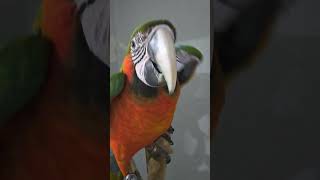 할리퀸마카우 #청금강"콘"#홍금강"유니"#앵무새