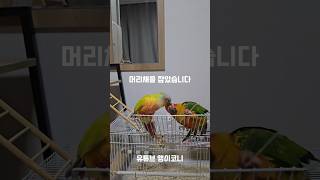 머리채를 잡았습니다 #앵무새 #코뉴어 #썬코뉴어 #parrot