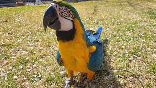 청금강앵무'범수'의 자유비행일기