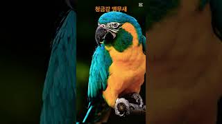 #청금강앵무새#parrot#naturephotography#bird