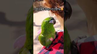[한스마카우] 두루의 첫 외출 #앵무새 #반려조 #반려…