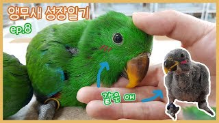 뉴기니아 앵무새 성장과정!!ㅣ어릴 땐 까맣고 크면 초록색이 되는 것은??Eclectus parrot Growing Stages