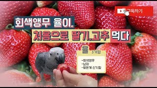 앵무새, 회색앵무 율이의 첫 딸기와 고추 먹방?!
