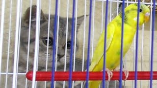 새끼 고양이와 강아지는 앵무새에 익숙해