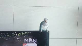 퀘이커앵무새 순도리! 넌 방송을 아는겠냐? MBN이로구…