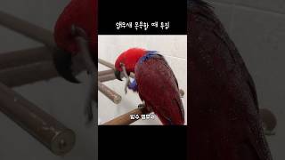 [젤리] 앵무새 목욕할 때 특징 / 방수 앵무새 / 건…