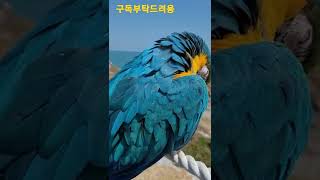 청금강앵무새 치코 #shorts
