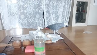 말썽부리는중인 수리 실시간