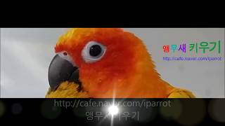self injury Eclectus parrot therapy course 24 자해하는 뉴기니아앵무새 치료과정 24