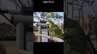 [수리] 산책가서 아메리카노 찾는 앵무새 / #말하는앵무새 #아마존앵무 #앵무새키우기