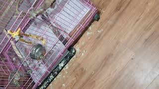 코카투 앵두와 놀아주기~~앵두야 놀자