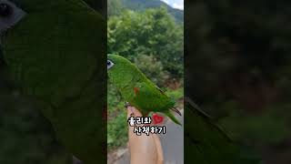 앵무새를 산책시킨다는건???